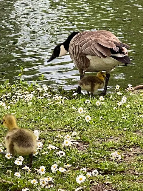 Des bernaches aux étangs de Vert-le-Petit