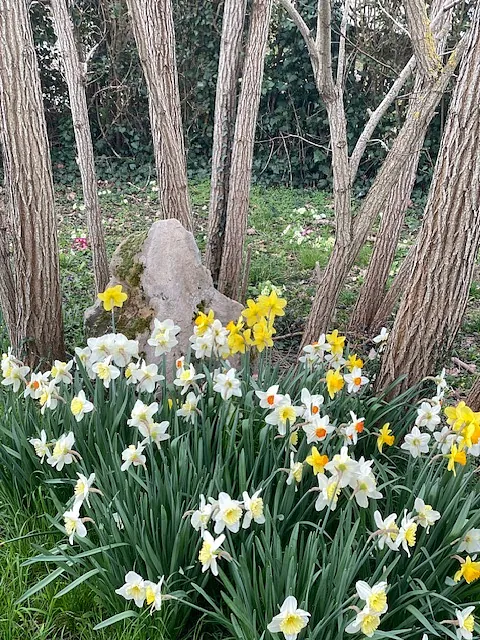 Un joli massif de narcisses